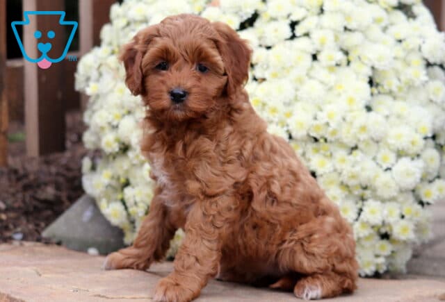Sky Cockapoo image