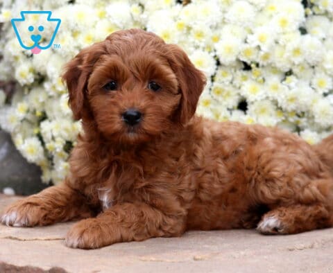 Sky Cockapoo2