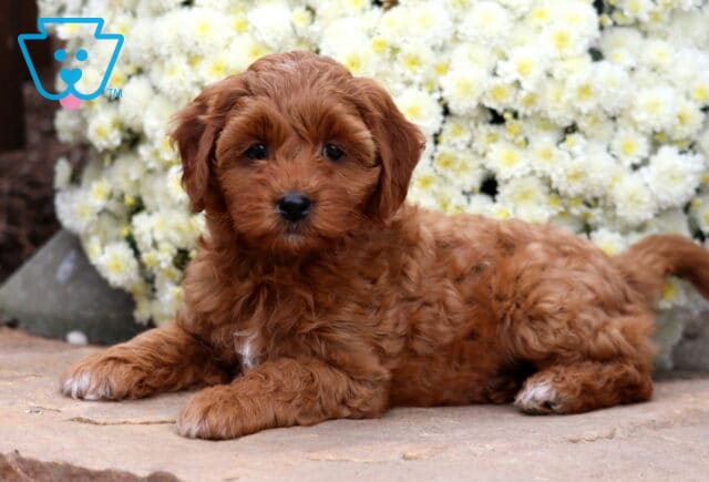 Sky Cockapoo2 image