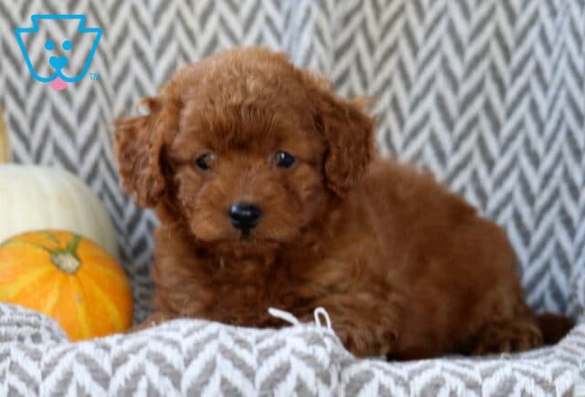 Skyler Toy Goldendoodle image