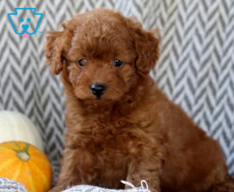 Skyler Toy Goldendoodle2