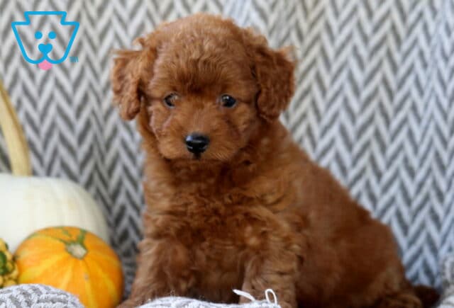 Skyler Toy Goldendoodle2 image
