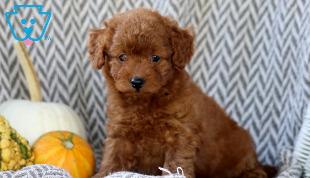 Skyler (Doodle / designer cross, Female) in Morgantown, PA