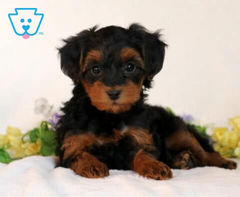 Skyler Yorkiepoo