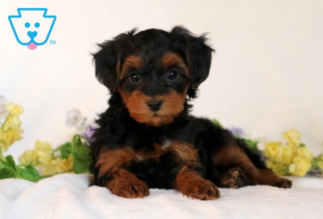 Skyler Yorkiepoo image