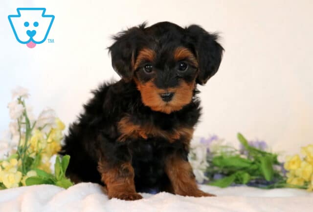Skyler Yorkiepoo2 image