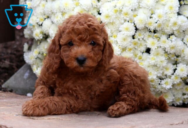 Sonny Cockapoo image
