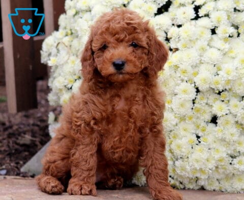 Sonny Cockapoo2