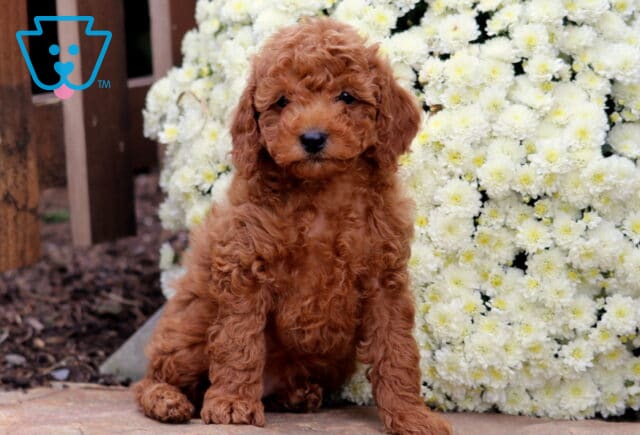 Sonny Cockapoo2 image