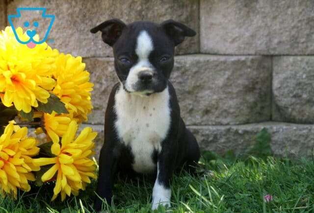 Black and white Boston Terrier puppy with a narrow white facial blaze sitting beside vibrant yellow flowers on a sunny patch of grass. image