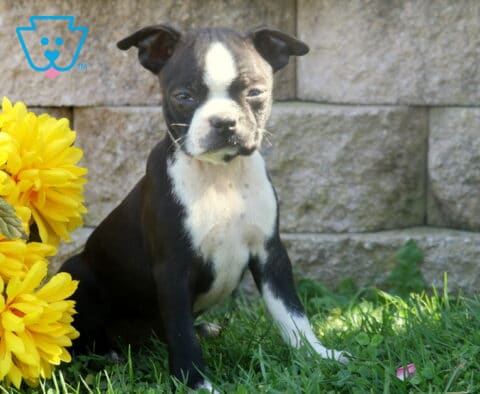 Black and white Boston Terrier puppy sitting in the sunshine beside golden yellow flowers with a rustic stone wall in the background.