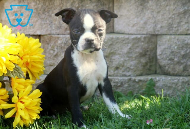 Black and white Boston Terrier puppy sitting in the sunshine beside golden yellow flowers with a rustic stone wall in the background. image