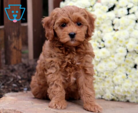 Sophie Cockapoo