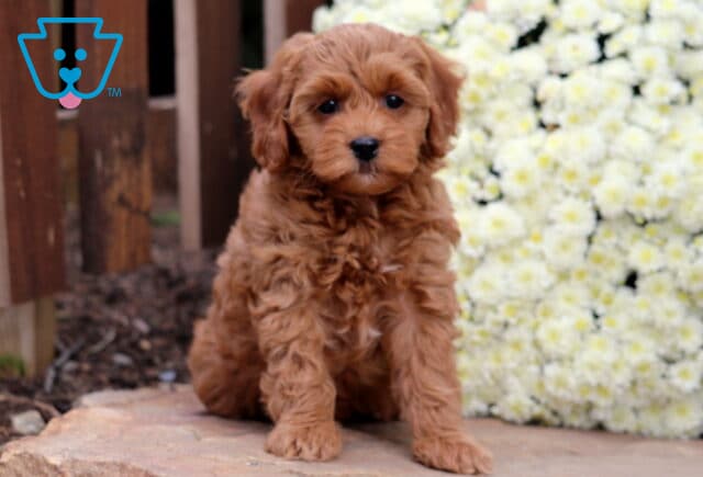 Sophie Cockapoo image