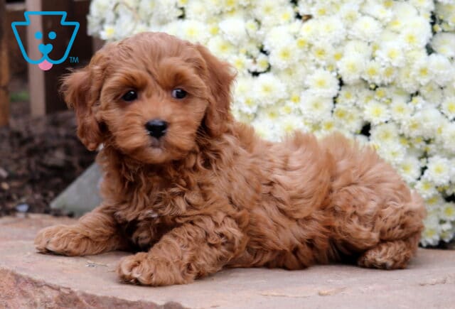 Sophie Cockapoo2 image