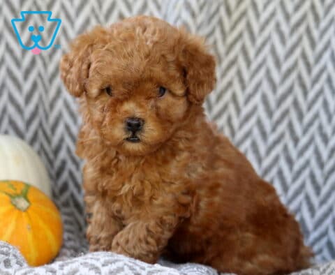 Sophie Toy Goldendoodle