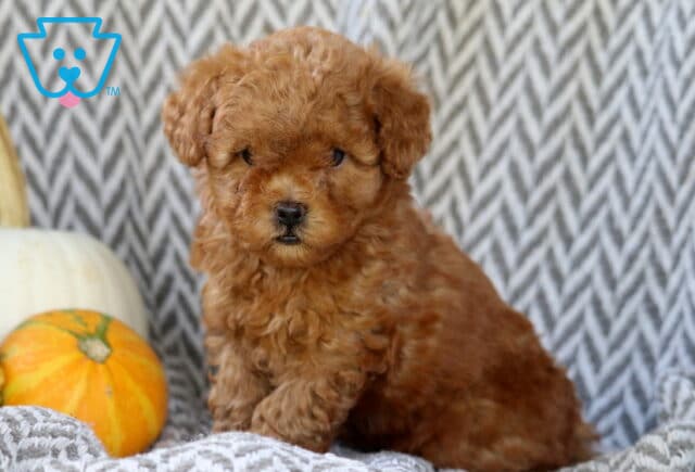 Sophie Toy Goldendoodle image