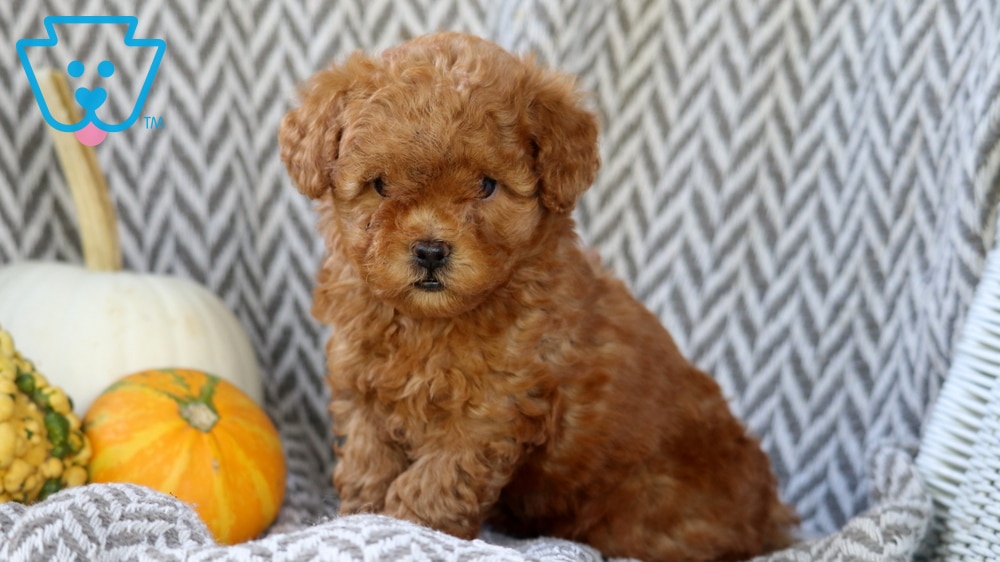Sophie (Doodle / designer cross, Female) in Morgantown, PA