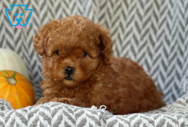 Sophie Toy Goldendoodle2 image
