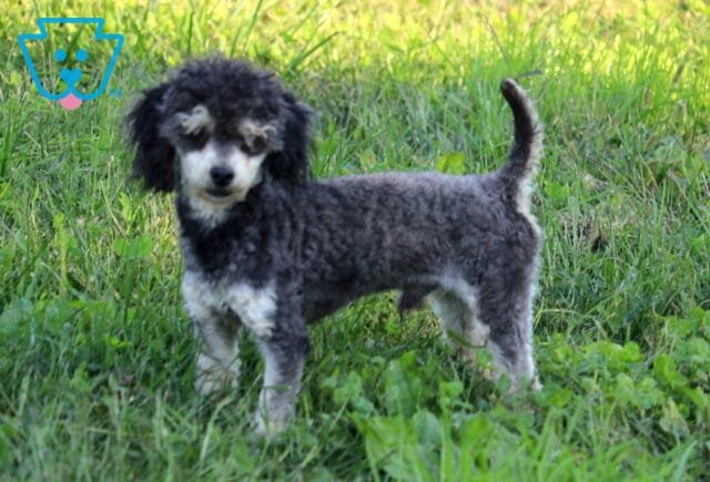 Sparkle Toy Poodle Elmer & Linda Esh image