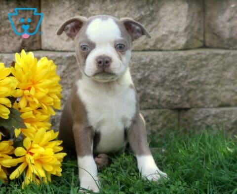 Lilac and white Boston Terrier puppy sitting tall in the grass with soft blue-gray eyes and vibrant yellow flowers beside it.