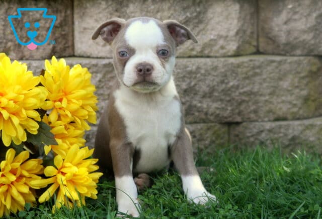 Lilac and white Boston Terrier puppy sitting tall in the grass with soft blue-gray eyes and vibrant yellow flowers beside it. image