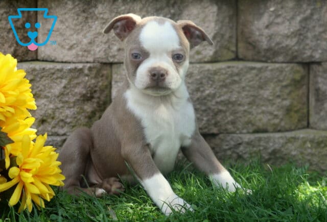 Lilac and white Boston Terrier puppy resting its front paws in the grass beside sunny yellow flowers and a rustic stone wall. image