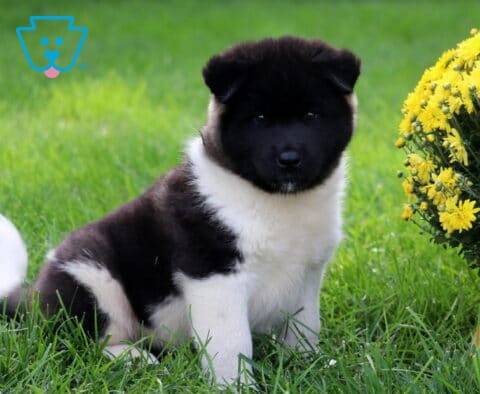 Black and white Akita puppy sitting on lush green grass with a fluffy white tail beside bright yellow chrysanthemums and decorative fall gourds.