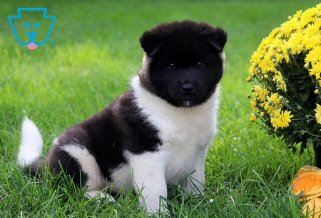Black and white Akita puppy sitting on lush green grass with a fluffy white tail beside bright yellow chrysanthemums and decorative fall gourds. image