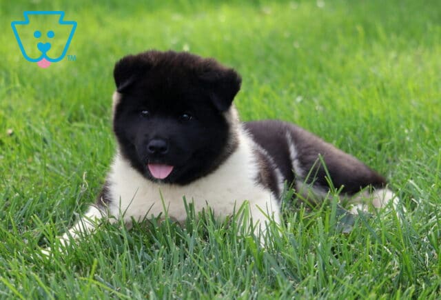 Fluffy black and white Akita puppy lying in thick green grass with its front paws extended and pink tongue peeking out playfully. image