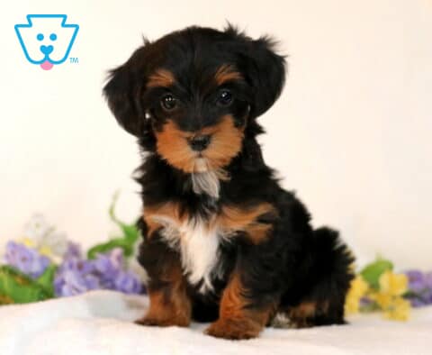 Star Yorkiepoo