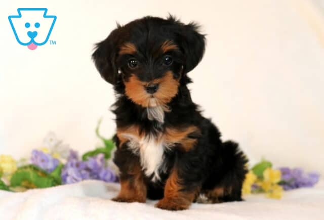Star Yorkiepoo image