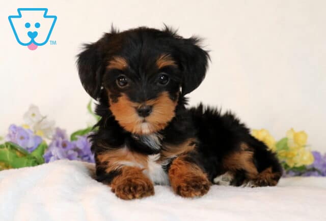 Star Yorkiepoo2 image