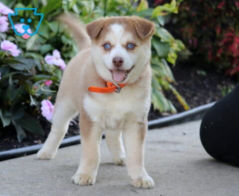 Stella, a tan and cream Pomsky puppy with beautiful blue eyes, a bright orange collar, and a happy expression standing with her tail raised beside pink flowers in Peach Bottom, PA.