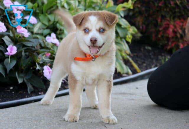 Stella, a tan and cream Pomsky puppy with beautiful blue eyes, a bright orange collar, and a happy expression standing with her tail raised beside pink flowers in Peach Bottom, PA. image