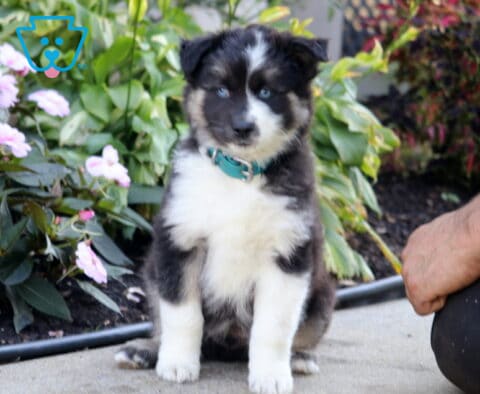 Stewie, a black, white, and tan Pomsky puppy with striking blue eyes, a fluffy white chest, and a teal collar sitting beside pink flowers in Peach Bottom, PA.