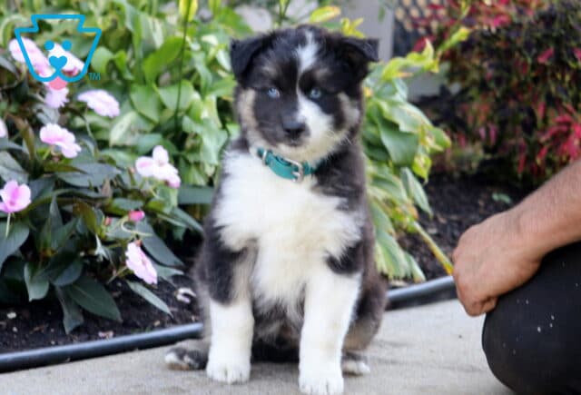 Stewie, a black, white, and tan Pomsky puppy with striking blue eyes, a fluffy white chest, and a teal collar sitting beside pink flowers in Peach Bottom, PA. image