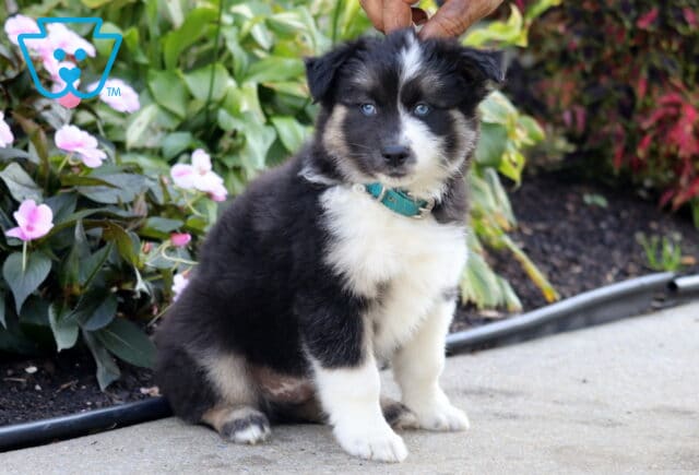 Stewie, a fluffy black, white, and tan Pomsky puppy with bright blue eyes and a teal collar sitting sideways on a sidewalk beside blooming pink flowers in Peach Bottom, PA. image
