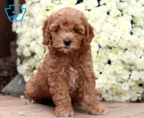Sugar Cockapoo
