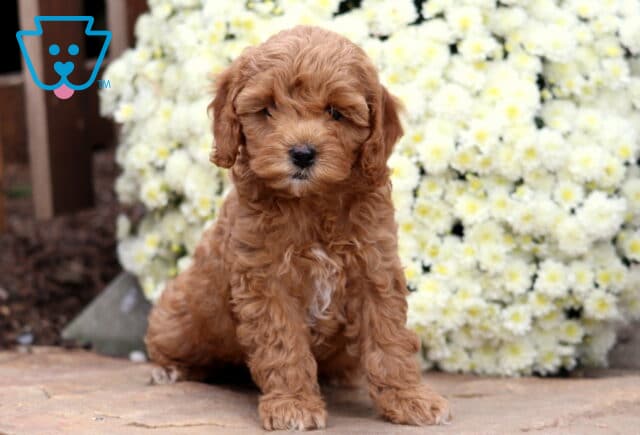 Sugar Cockapoo image