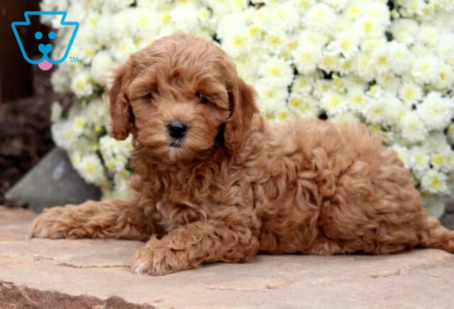 Sugar Cockapoo2 image
