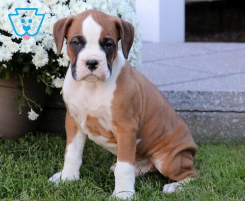 Tanner Boxer