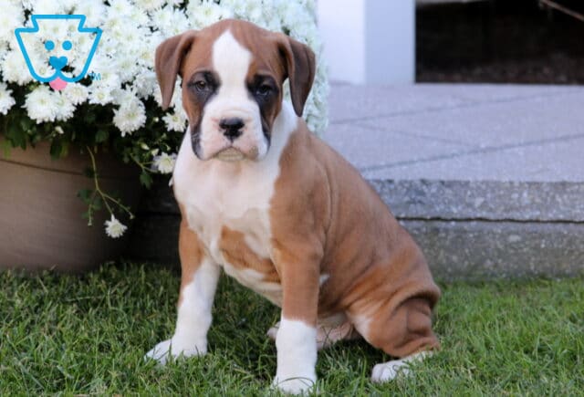 Tanner Boxer image