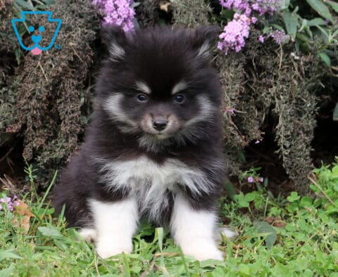 Taz Pomsky