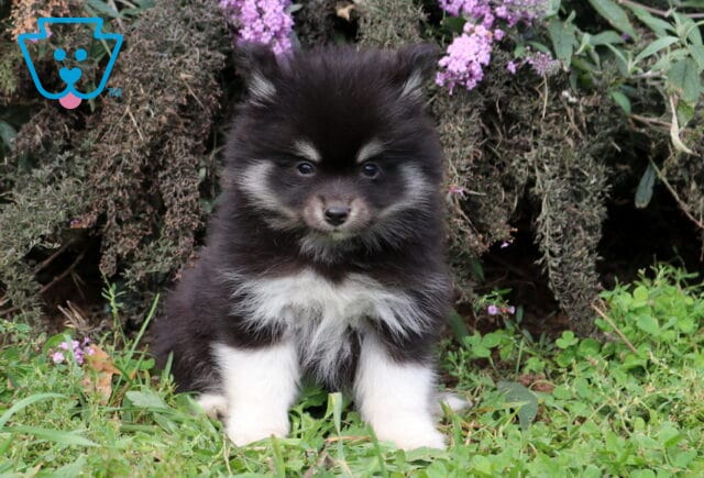 Taz Pomsky image