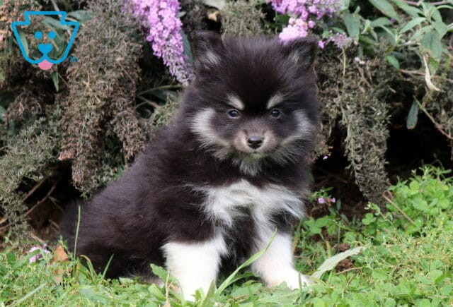 Taz Pomsky2 image