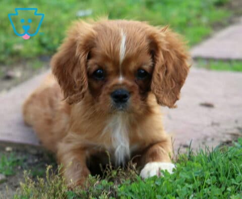 Ruby Cavalier King Charles Spaniel puppy with a narrow white forehead stripe and white chest resting beside green grass and a stone walkway.