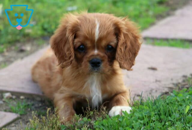 Teddy Cavalier image