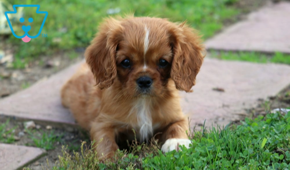 Teddy (Cavalier King Charles Spaniel, Male) in East Earl, PA