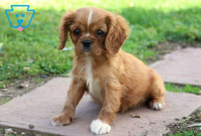 Teddy Cavalier2 image